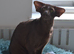 Adult Havana Boy Is looking for best home
