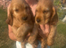Cocker Spaniel boys available