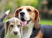 Female beagle