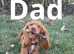 4 Gorgeous Cocker Spaniel puppies (females) - Forever Homes Wanted