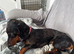 Dachshund
