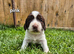 Working Springer Spaniels