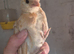 13 Unsexed Polish Chicks