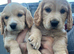 Working cocker spaniel puppies