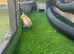 Mini lop baby rabbit !!