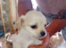 Chihuahua puppies