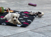 Miniature schnauzer puppies