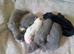 REDEVELYN WHIPPET'S, KC REG NR GLOUCESTER.