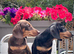 Beautiful GIRLS Miniature Dachshund ready to go
