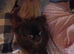 Two chihuahuas