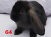 Friendly Pure French Lops & Mini Lops Mix Ready / MUST READ!!!