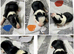 Stunning Border Collie Puppies