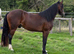 Quality Welsh D Gelding 3yr old