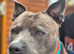 AVAILABLE FOR STUD: ARLO – BLUE & WHITE STAFFY (HEALTH TESTED CLEAR)