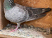 Qualmond 2026 racer racing pigeon RPRA ring