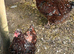 2 beautiful jubilee orpington hens just come in to lay