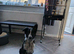 Female border collie
