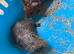 Baby guinea pigs ready now , females and males