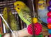 Budgies