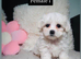 Purebred Maltese puppies with Korean bloodlines on the sire’s side.
