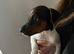 Beautiful Jack Russel Puppies