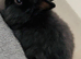 Pure bred double maned lionhead babies