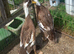 2 fawn and white Indian runner