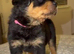 Rottweiler pups KC Registered + Champ Bloodlines
