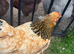 Brahma hen