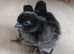 Chicks, Chickens, Ducklings & Hatching Eggs
