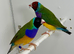 Male Gouldian finches for sale