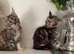 Beautiful tica reg Maine coon kittens.