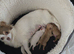 I have adorable little chihuahua for sale