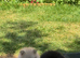 Beautiful Pomeranian pups