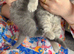 Full breed British shorthair kitten available for his forever home