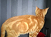 2 bengal cross boys