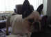 2 female frenchies mother and daughter