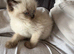 Beautiful colour point kittens