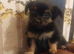 Beautiful long hair chihuahuas