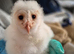 Young barn owl