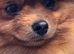 Stunning pomeranian female