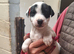 Lovely Jack Russell puppies for sale, 2 girls left! Ready 25th September!