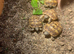 Spur Thigh Tortoises&rsquo;s