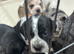 French bulldog x Show cocker spaniel ☆Ready to leave Tomorrow☆