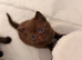 British short hair kittens