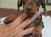 BEAUTIFUL DACHSHUND BABIES