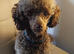 KC Reg Brown Toy Poodle For Stud
