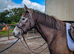 Quality 3 Year Old Connemara x ISH Gelding