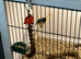 Gouldian finch hen 10 months old
