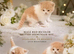 ️ Stunning Red Bi-Colour British Shorthair Boy – Last Available ️